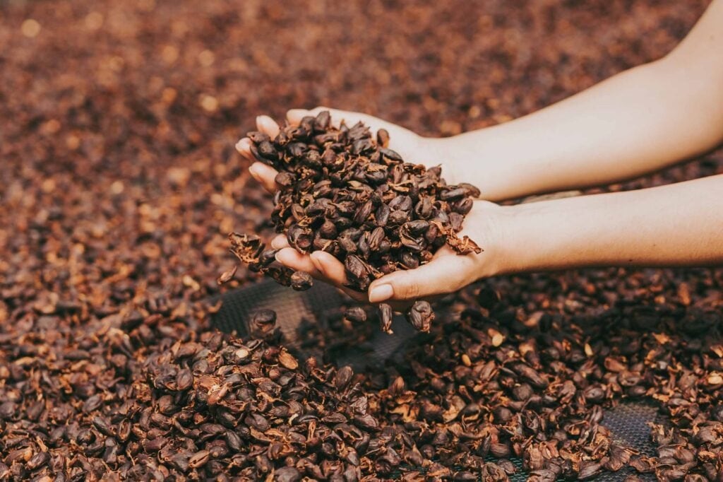 En Acopagro se obtiene en promedio 900 kilos por hectárea de cacao orgánico al año. (Foto: Central CafÉ&Cacao)