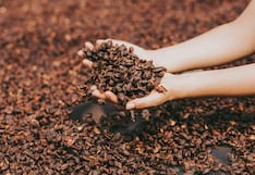 Productora Acopagro llega a Europa con cacao orgánico: esta es su proyección en campos