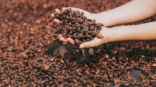 Productora Acopagro llega a Europa con cacao orgánico: esta es su proyección en campos