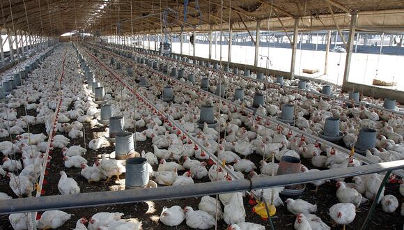 Los gremios de productores de aves y huevos advierten que nuevos brotes de gripe aviar en algunas zonas del Perú podría afectar nuevamente al sector.