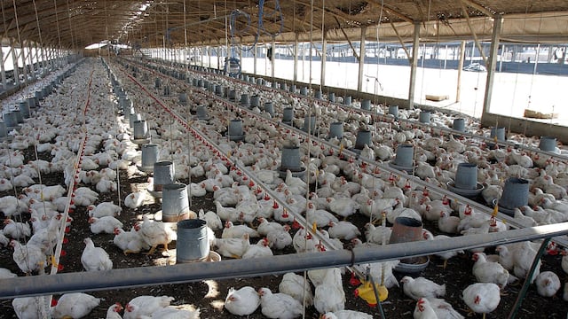 Gripe aviar vuelve a amenazar sector avícola, principalmente en el norte