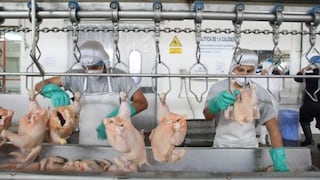 Producción avícola peruana cerrará el 2016 con un crecimiento de 6%