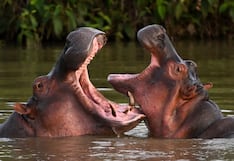 Un capricho de Pablo Escobar lleva a Colombia a optar por la eutanasia para 80 hipopótamos