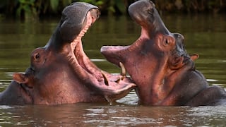 Un capricho de Pablo Escobar lleva a Colombia a optar por la eutanasia para 80 hipopótamos