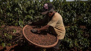 Brasil intenta dimensionar pérdidas en cosecha de café causada por heladas