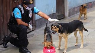 Gobierno oficializa norma que establece esterilización de mascotas como política de salud pública