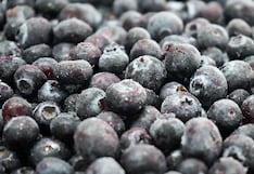 Packing del Carmen ampliará servicio de congelado y buscará mayor presencia en arándanos