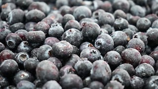 Packing del Carmen ampliará servicio de congelado y buscará mayor presencia en arándanos