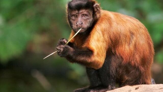 Las inesperadas lecciones económicas que nos pueden enseñar los monos