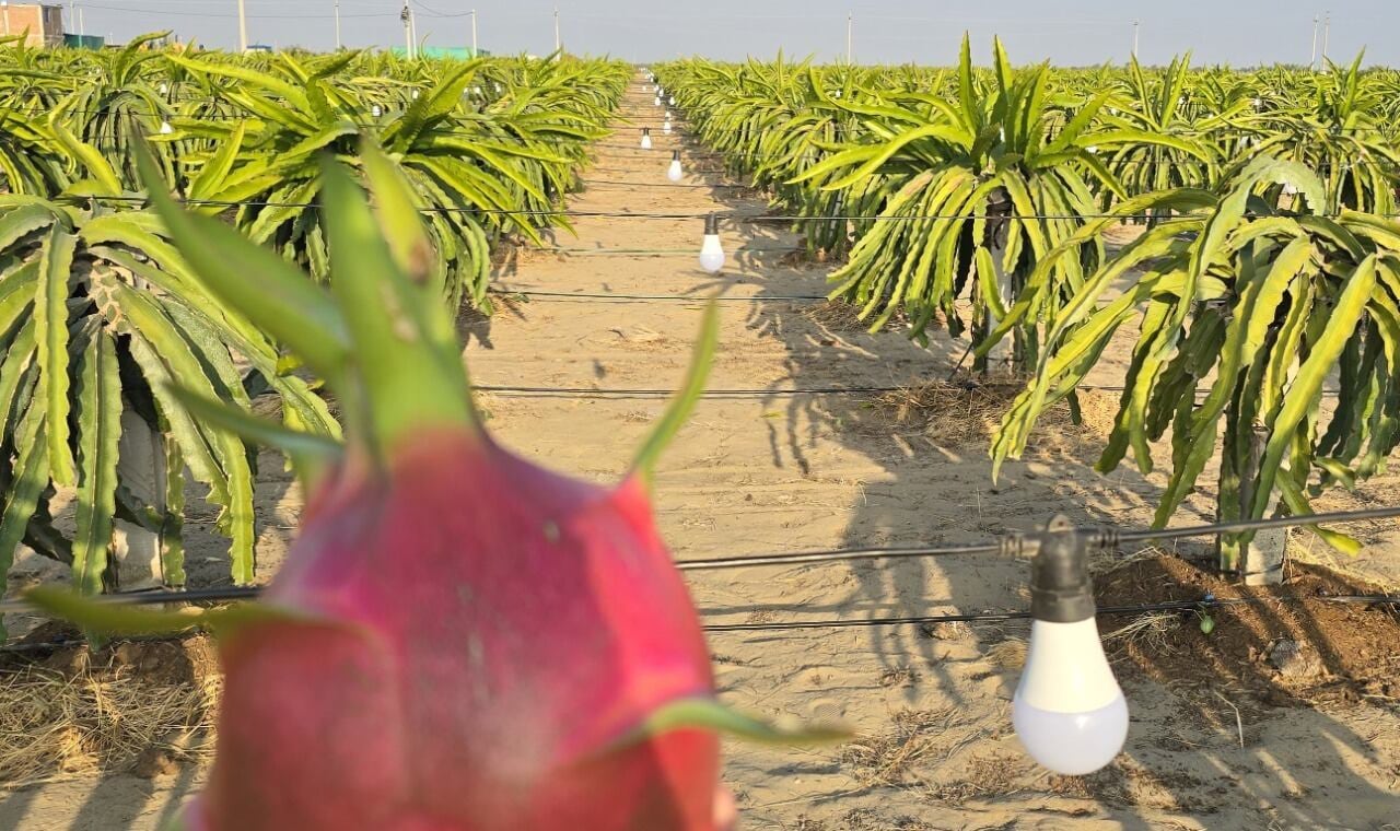 La agroexportadora ha instalado luces LED en sus 36 hectáreas de plantaciones de pitahaya en edad madura.