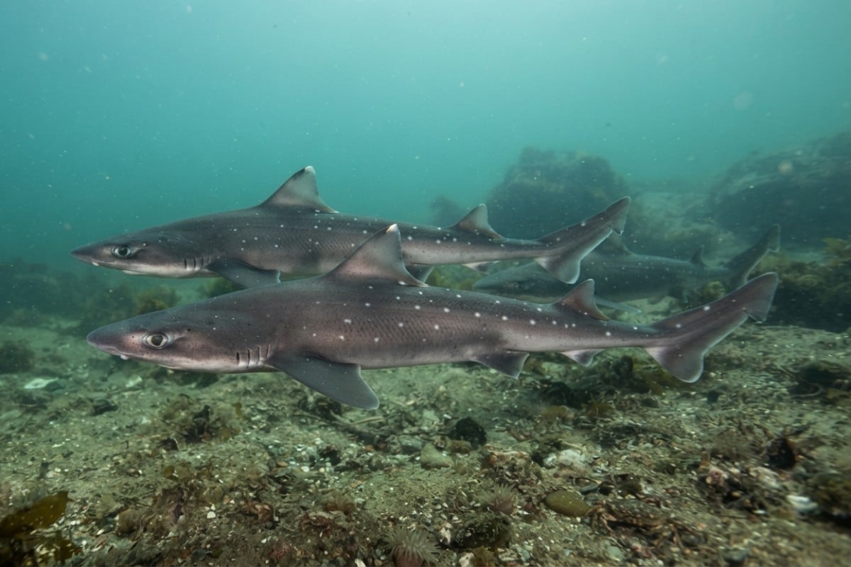 Los animales fueron identificados como cazones espinosos, una especie pequeña de tiburón que suele desplazarse en grandes grupos. (Foto: Imagen creada por Mix usando Gemini)