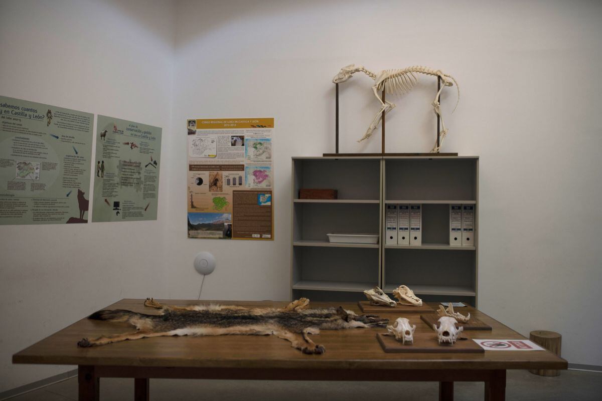 La piel y los huesos de un lobo en el Centro del Lobo Ibérico muestran a los visitantes cómo se cazó al lobo durante décadas antes de estar bajo estricta protección.