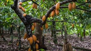 Industria del cacao reduce ligeramente la pérdida de árboles