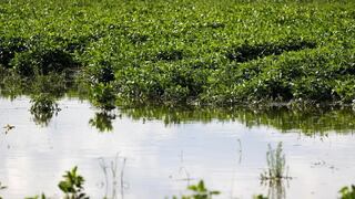 Clima cálido y seco aumenta nerviosismo en golpeado agro de Argentina