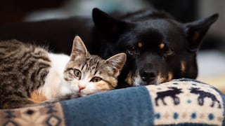 Una mascota, remedio para la ansiedad causada por las próximas elecciones