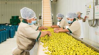 Fundo La Noria busca diversificar producción de aceitunas para ingresar a más mercados 