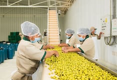 Fundo La Noria tras proyecto para potenciar comercio retail de aceitunas para exportación