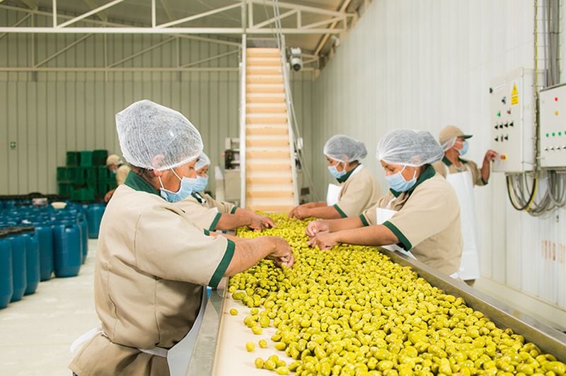 Fundo La Noria se dedica a la producción, procesamiento y comercialización de aceitunas para el mercado nacional e internacional. (Foto: Difusión)