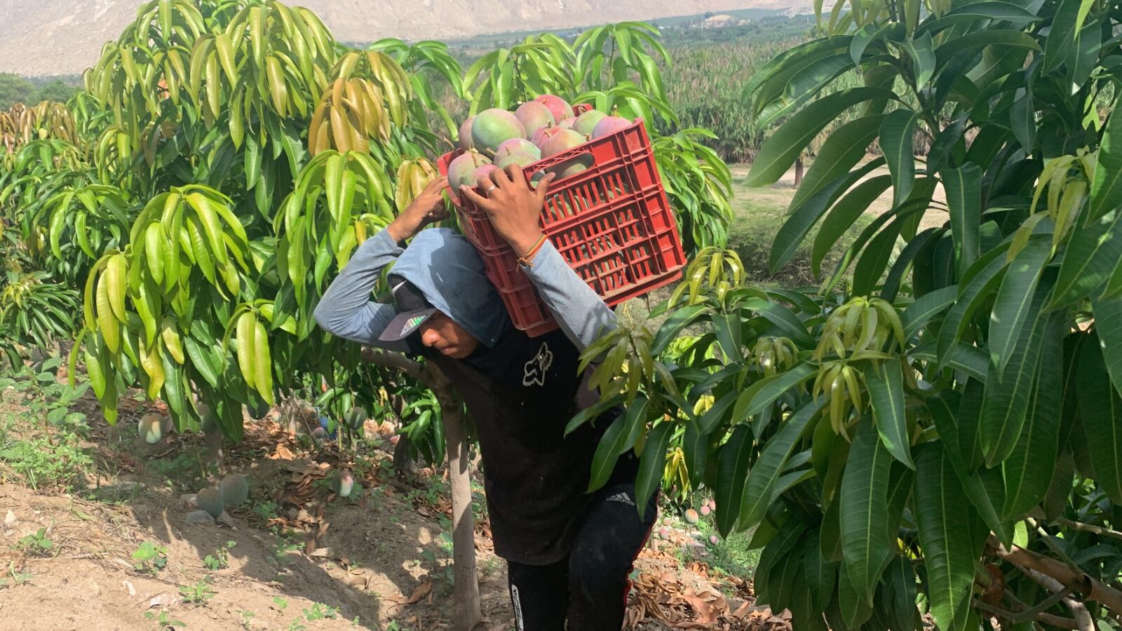 El último Reporte Mensual de Comercio Regional del Mincetur reveló que la exportaciones del interior del país contribuyeron “de forma determinante” al aumento de las exportaciones totales. (Foto: Difusión)