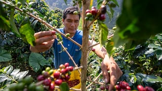 Minam ejecuta proyecto para impulsar la producción de café y cacao libre de deforestación