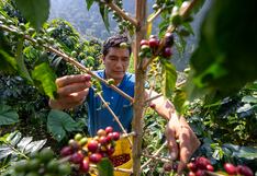 Cacao y café desmarcan la tendencia: precios al alza en 2025, según el Banco Mundial