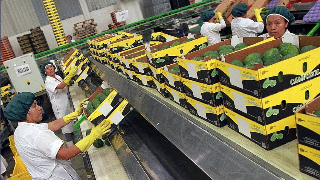 Las altas temperaturas modificaron el desarrollo de la palta Hass.