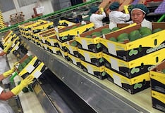 ProHass descarta crecimiento de exportaciones de palta Hass en 2026 por impacto del clima