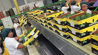 ProHass descarta crecimiento de exportaciones de palta Hass en 2026 por impacto del clima