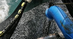 Copeinca, Pesquera Diamante y Austral con planes de inversión por más de US$ 120 millones