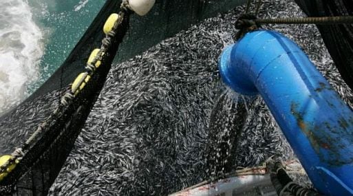 Con una segunda temporada marcada por cuotas más conservadoras y un crecimiento moderado de las exportaciones, las principales empresas pesqueras del país vienen delineando estrategias centradas en eficiencia, sostenibilidad y control del riesgo. Foto: Andina