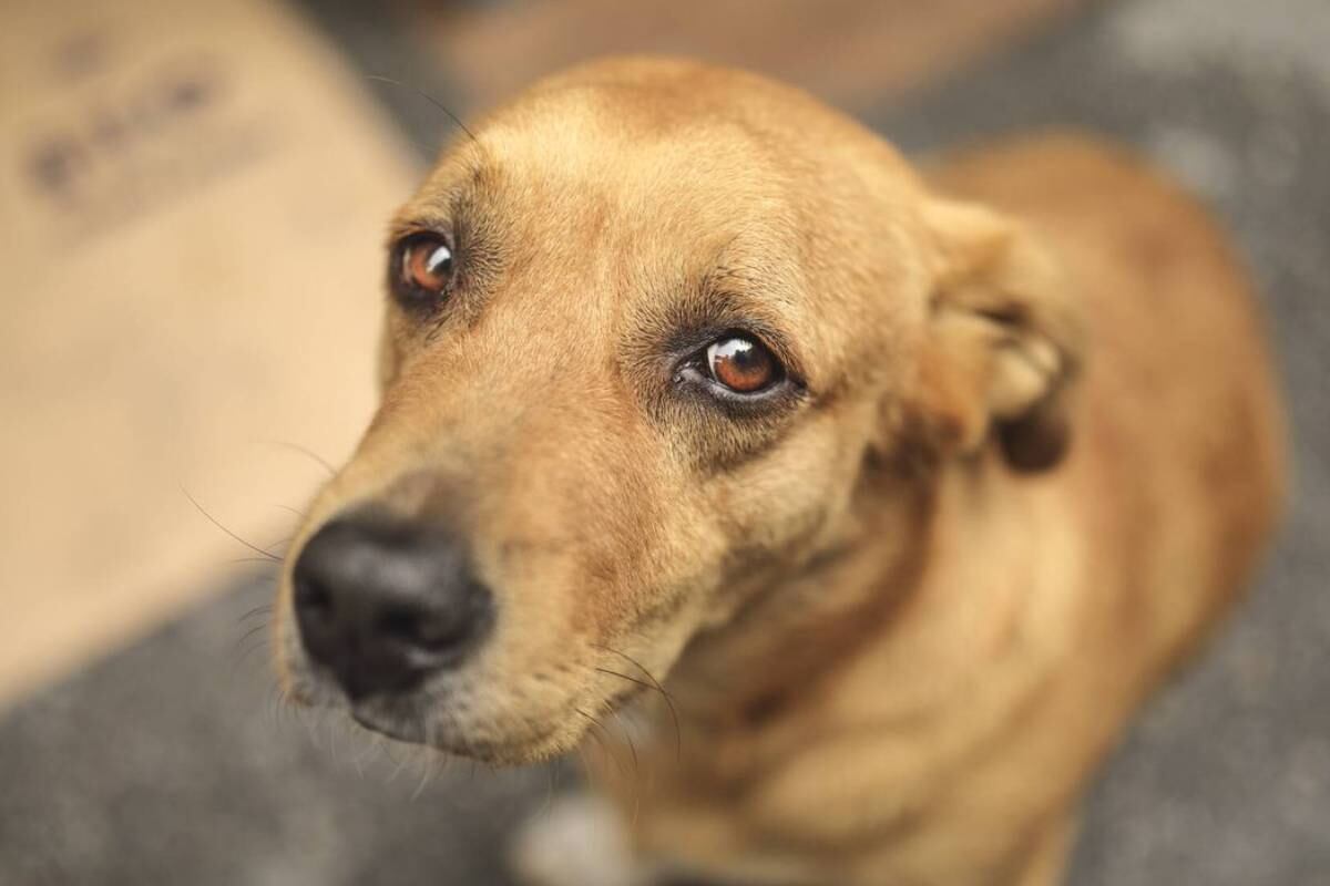 Maltrato animal. (Foto: Pixabay)