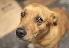 Implicancias penales del maltrato o asesinato animal: ¿Con cuántos años de cárcel se castiga?