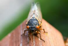 Qué es el “Apocalipsis de cigarras”, el evento sin precedentes que no se repetirá hasta 2245