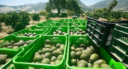 Exportar desde Perú cuando el mundo no produce: las sorpresas del agro en 9 cultivos