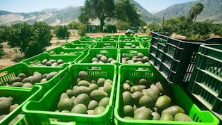 Exportar desde Perú cuando el mundo no produce: las sorpresas del agro en 9 cultivos