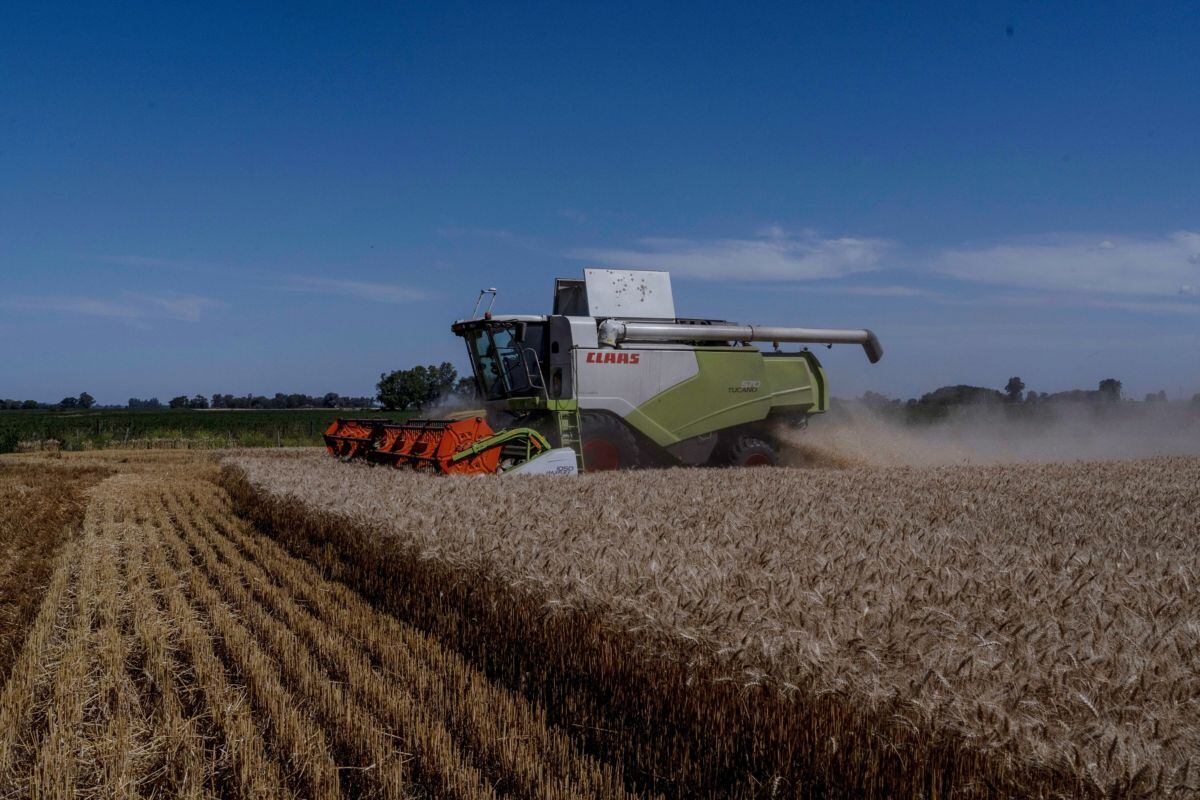 Maquinaria corta trigo durante una cosecha en Bragado, Argentina, el jueves 2 de diciembre de 2021.
