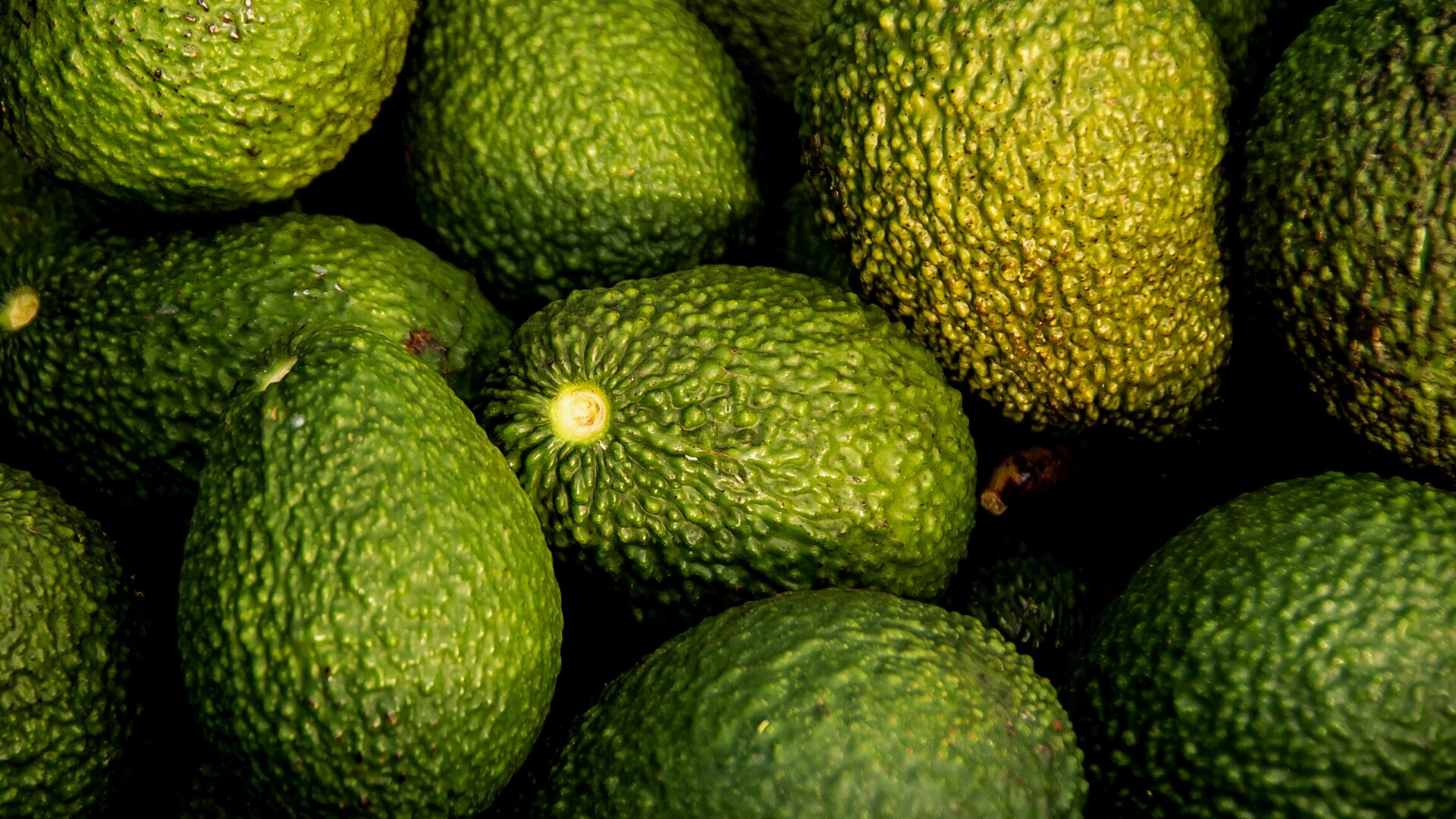 La palta Hass es la principal variedad de exportación en Perú.