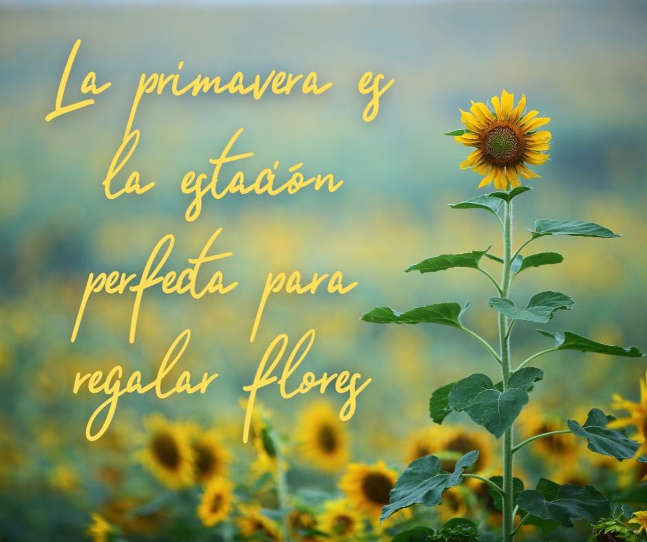 Este viernes 21 de marzo inicia la primavera en México y Estados Unidos, una fecha donde muchas personas regalarán flores amarillas a sus parejas (Foto: Canva.com)