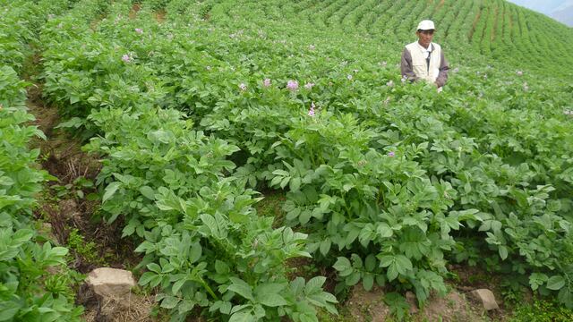 Agro Rural destinará S/ 14 millones para la recuperación de 585 hectáreas en Madre de Dios