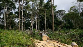 La Amazonia perdió 8% de su territorio en 18 años por deforestación   