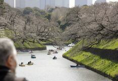 Cerezos florecen cada vez más pronto en Japón por culpa del cambio climático