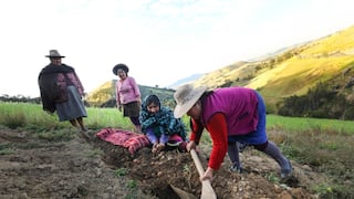 Aprueban nuevo formato del Seguro Agrícola Catastrófico para adjudicar buena pro