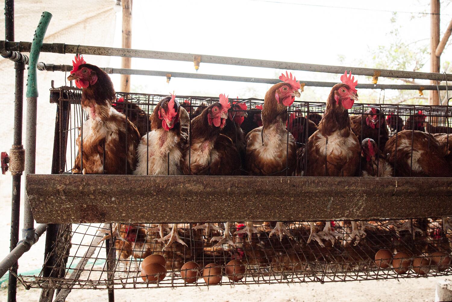 Gallinas enjauladas. Fotos: Sinergia Animal