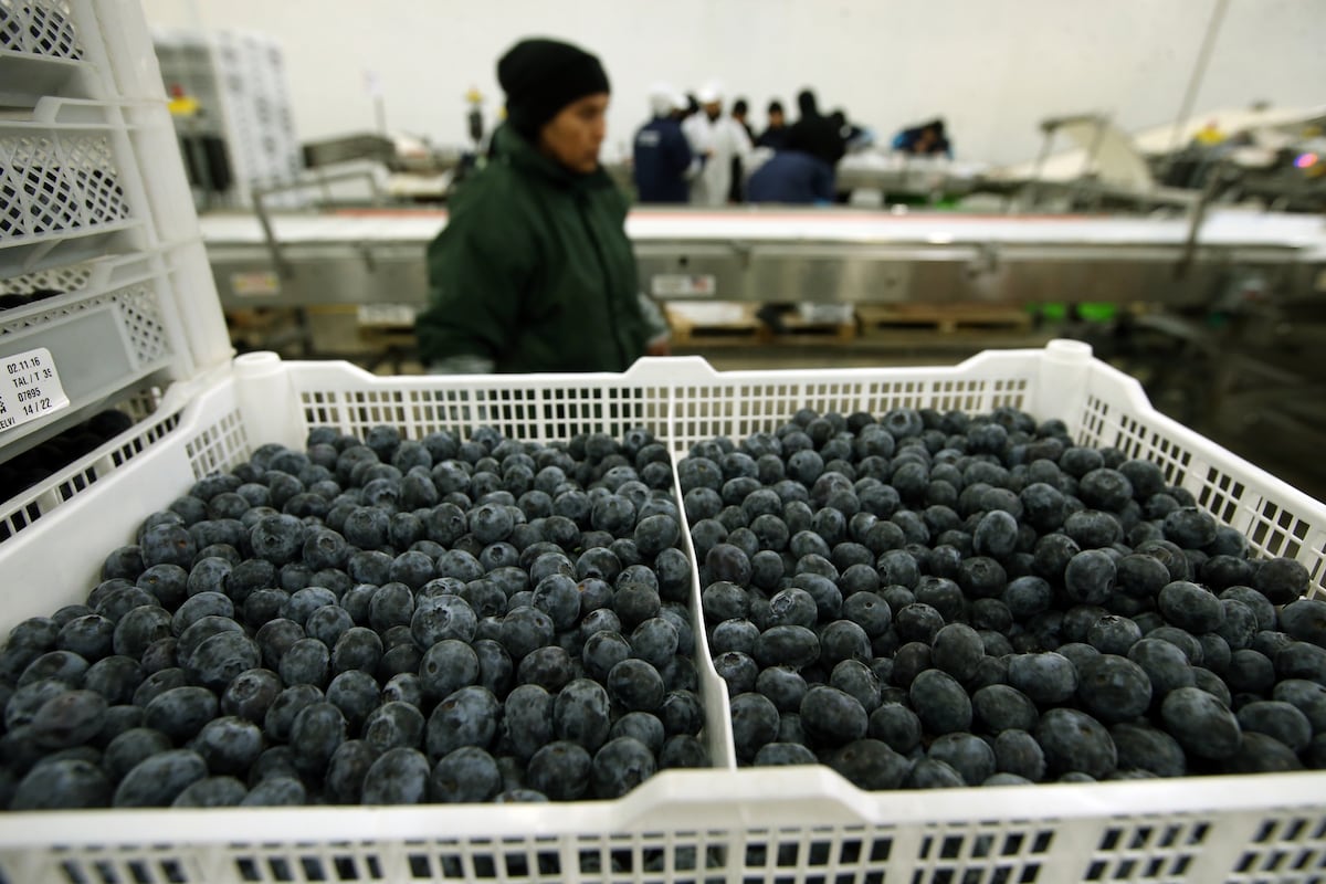 La presente campaña inició con mayores volúmenes, pero las altas temperaturas por el Fenómeno El Niño provocan la menor producción. (Foto: El Comercio)
