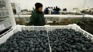 Cerro Prieto proyecta a la baja envíos de arándanos: el impacto del ‘Niño’ en los berries