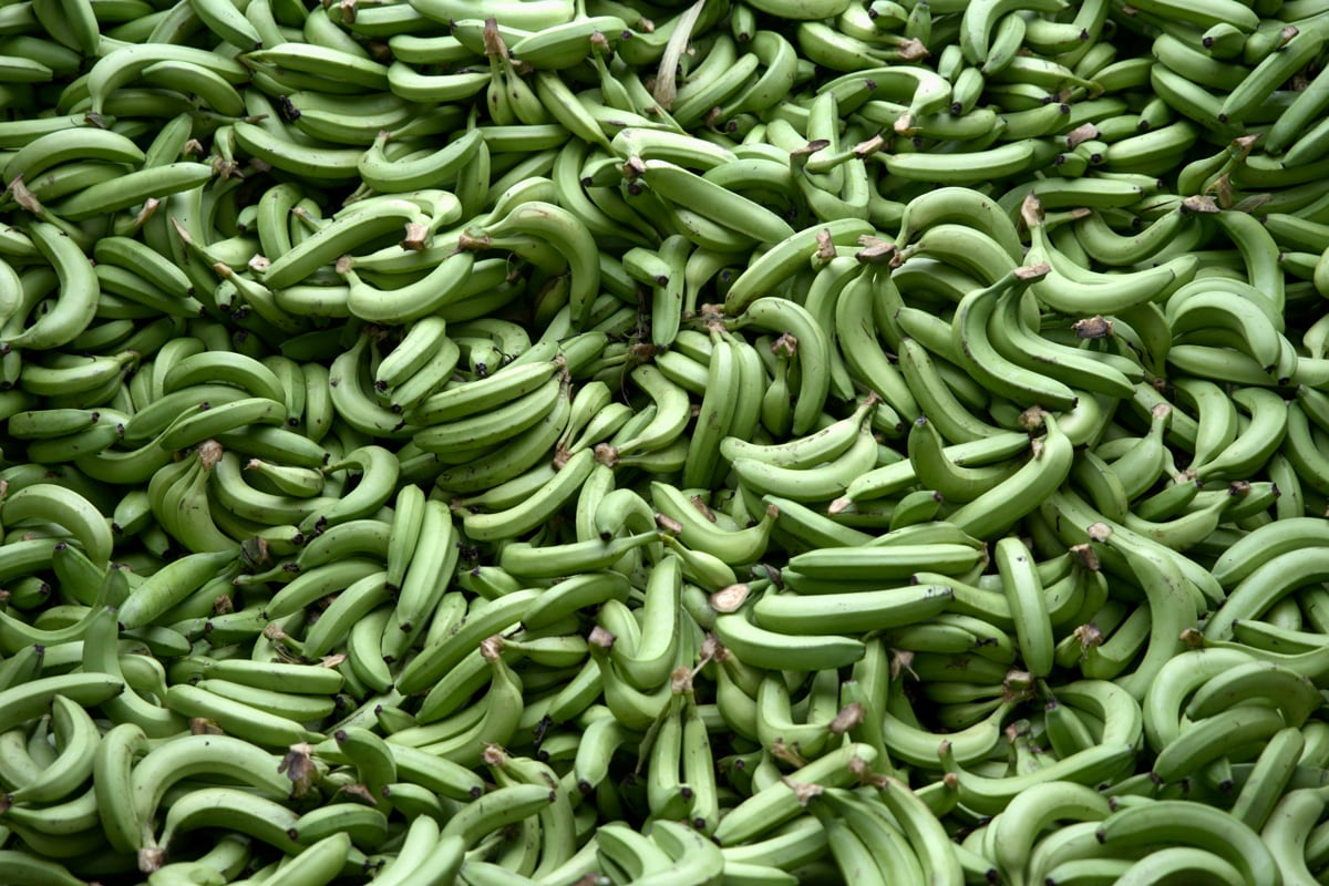 Ecuador confirma un segundo caso de Fusarium en finca bananera de zona fronteriza con Perú