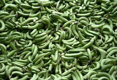 Ecuador confirma un segundo caso de Fusarium en finca bananera de zona fronteriza con Perú