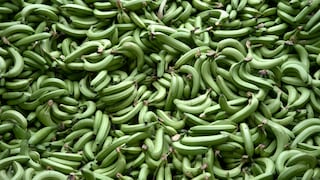 Ecuador confirma un segundo caso de Fusarium en finca bananera de zona fronteriza con Perú