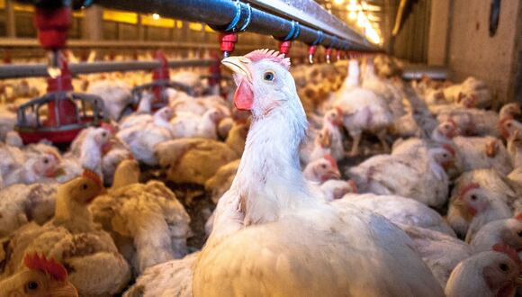 Científicos buscan prevenir una nueva pandemia de gripe aviar mediante la edición genética de pollos. Foto: Difusión