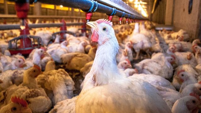 Gripe aviar en Perú: Cámara de Comercio de la Libertad alerta de un tercer brote